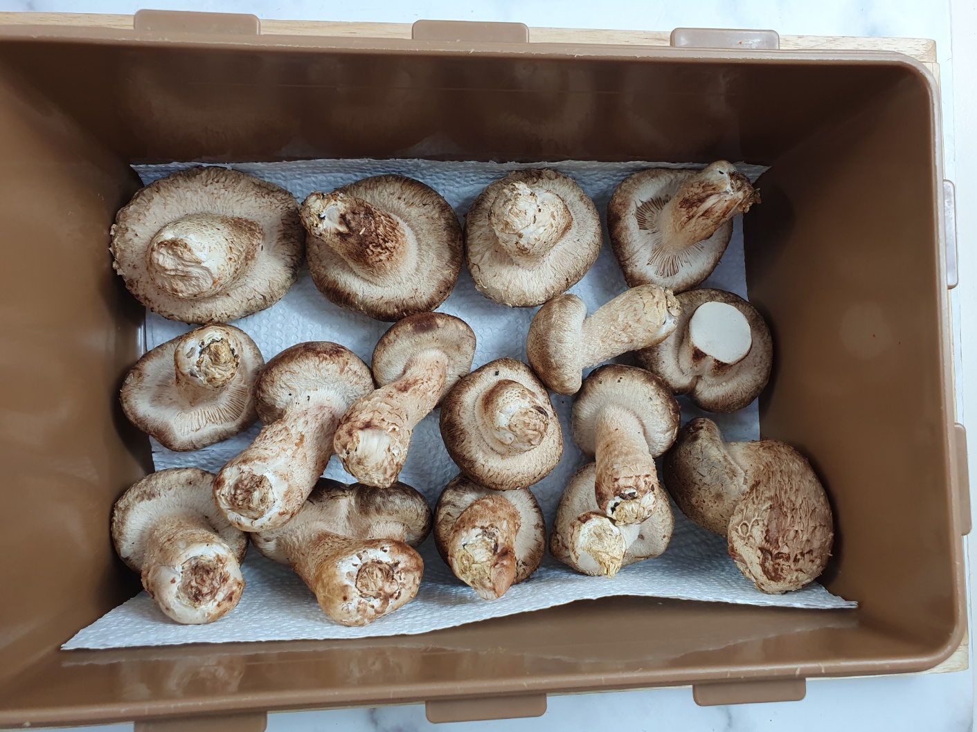 송화버섯 효능 송화버섯 보관방법 관리방법