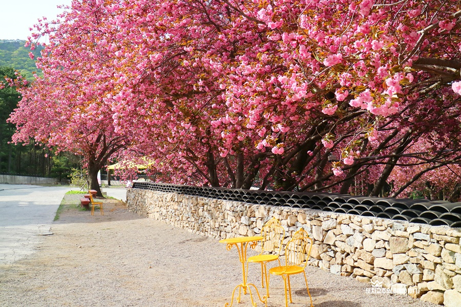 겹벚꽃 나무 아래 노란 의자와 테이블이 있다