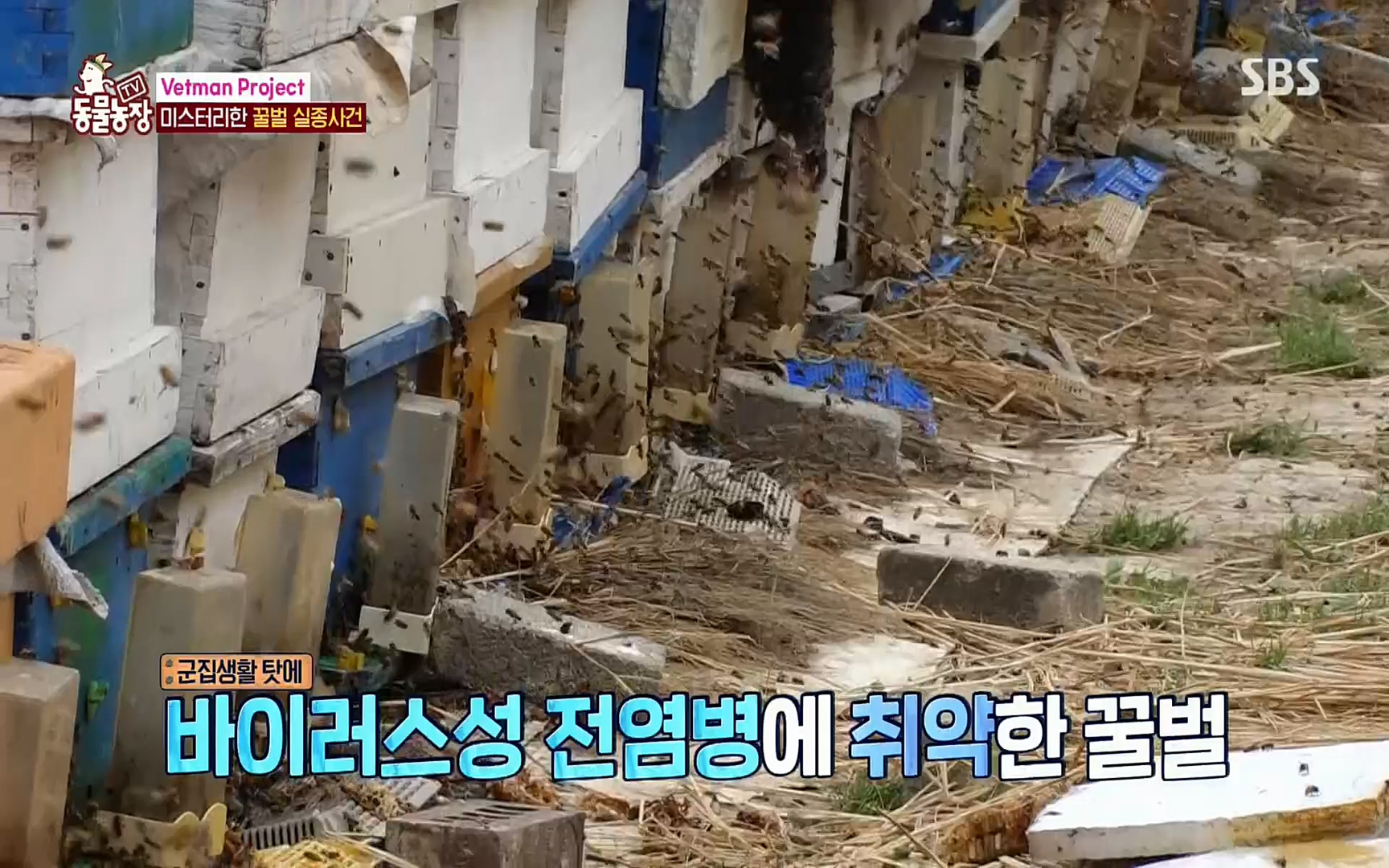 TV 동물농장.E1072.220605p.H264-F1RST.mp4_20220605_181443.917.jpg