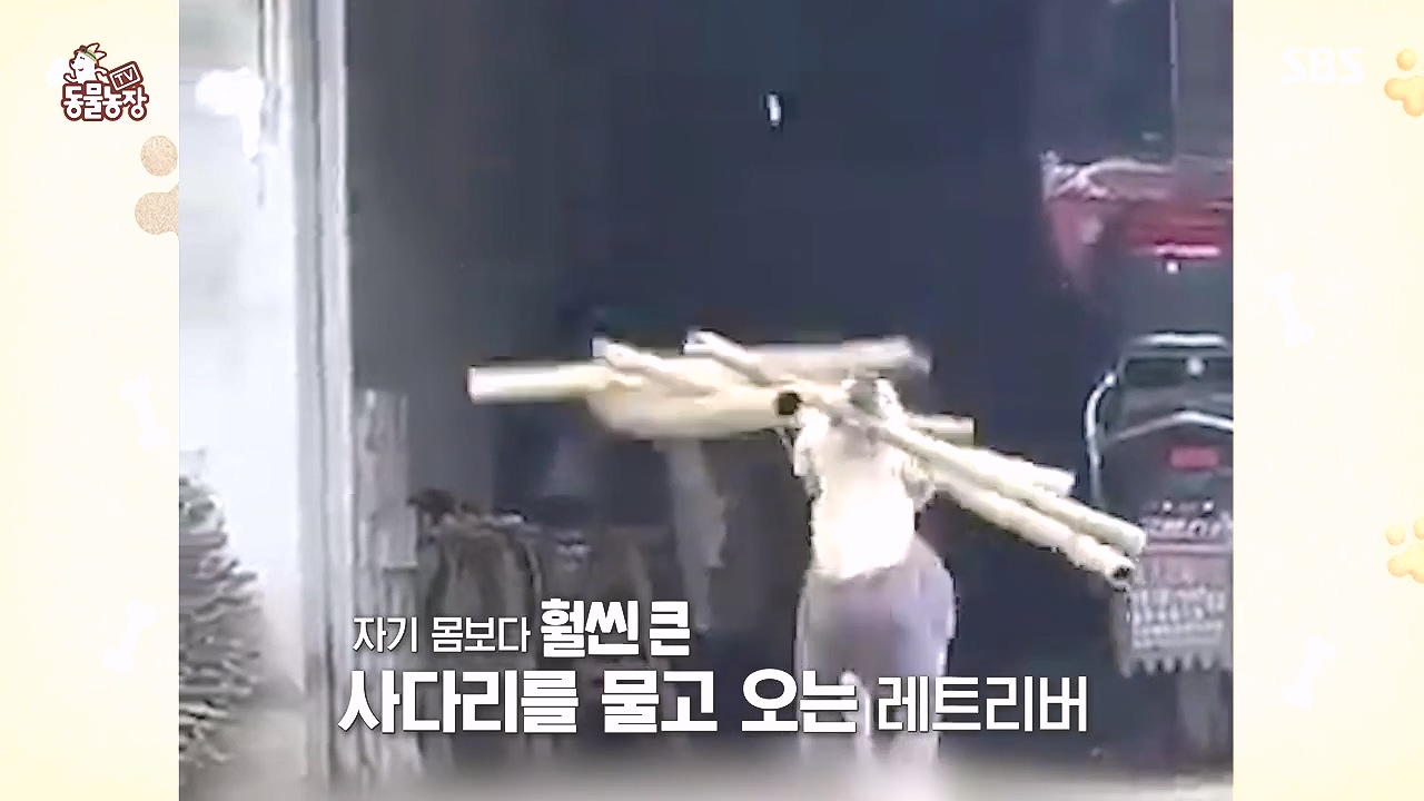 TV 동물농장.E1184.240812p-NEXT.mp4_20240811_172446.069.jpg