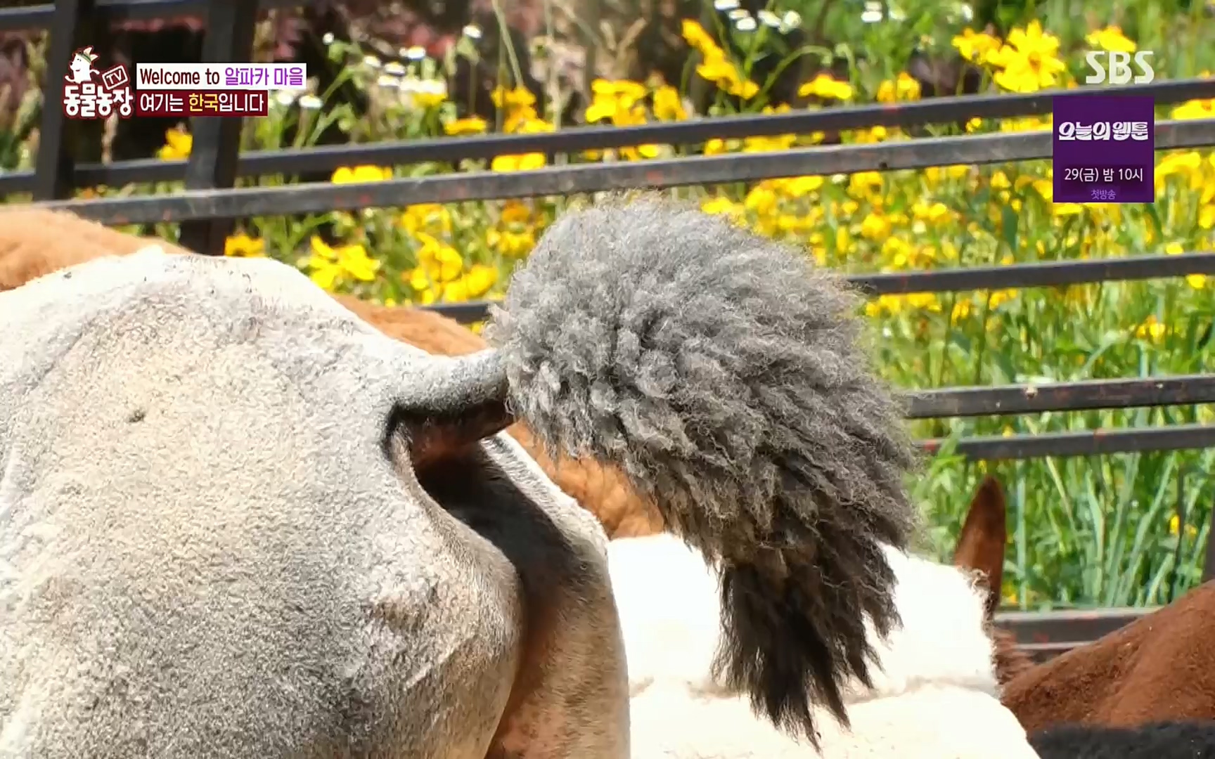 TV 동물농장.E1078.220717p.H264-F1RST.mp4_20220717_151145.621.jpg