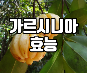  가르시니아 효과 놓치면 안되는 섭취법 총정리!
