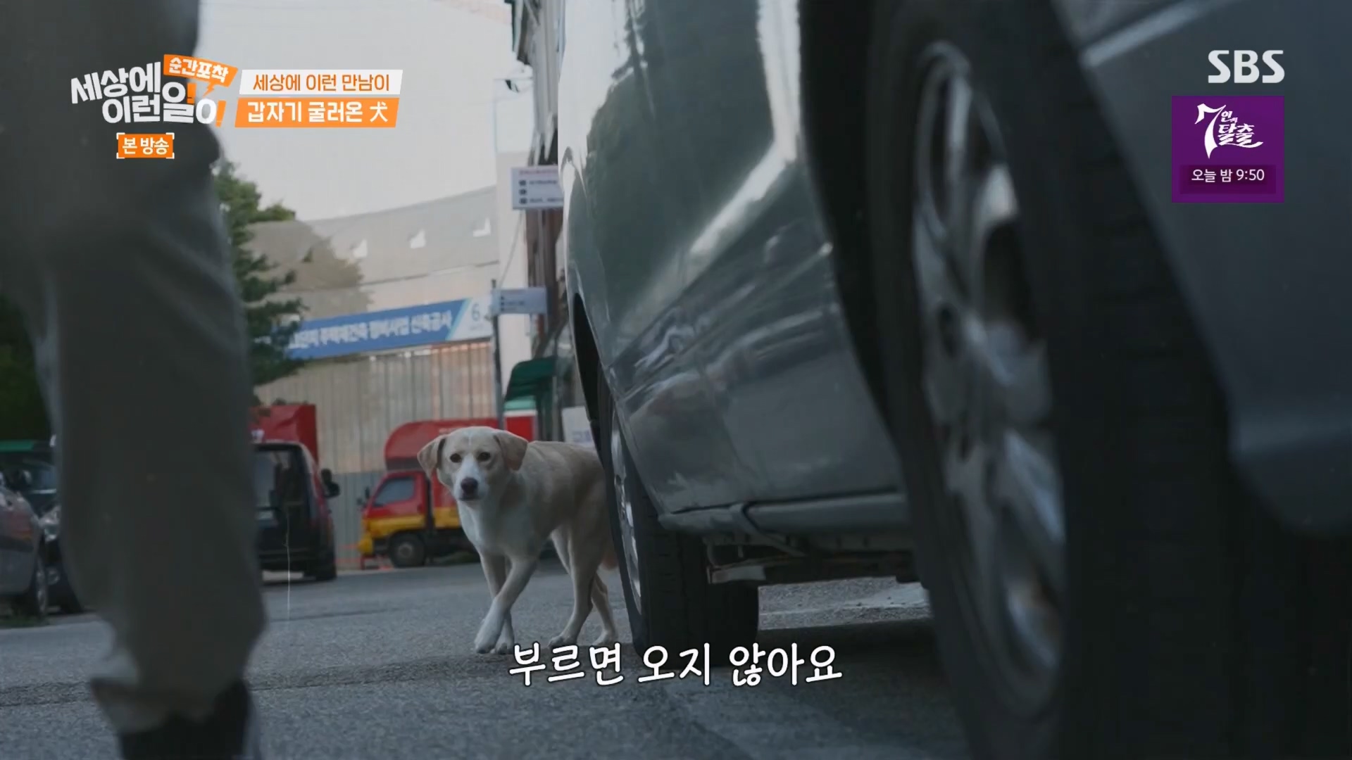 순간포착 세상에 이런일이.E1247.230923p.H264-F1RST.mp4_20230924_152703.488.jpg