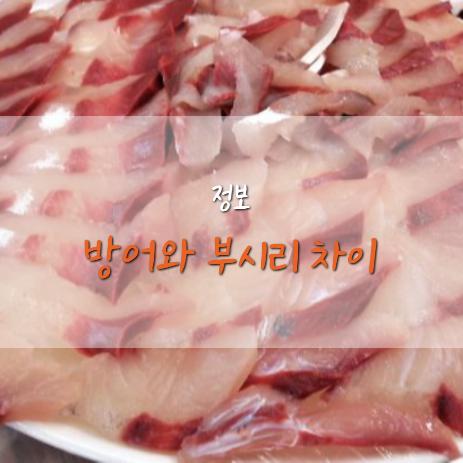  방어와 부시리 차이는?