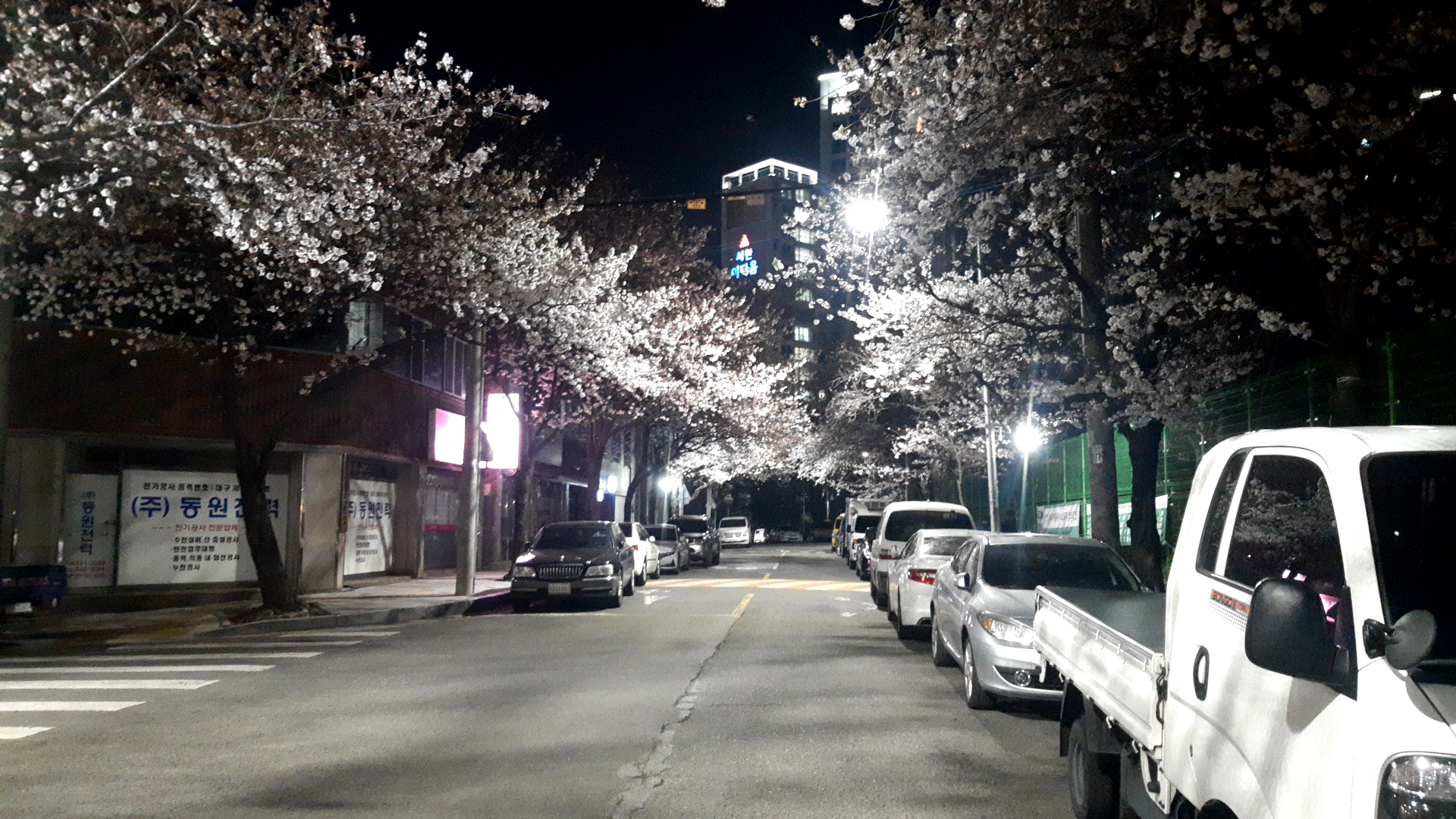  도원중학교 앞 벛꽃길