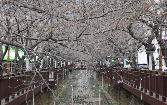 진해 군항제 벚꽃축제 안내 (2023 최신버전) 25