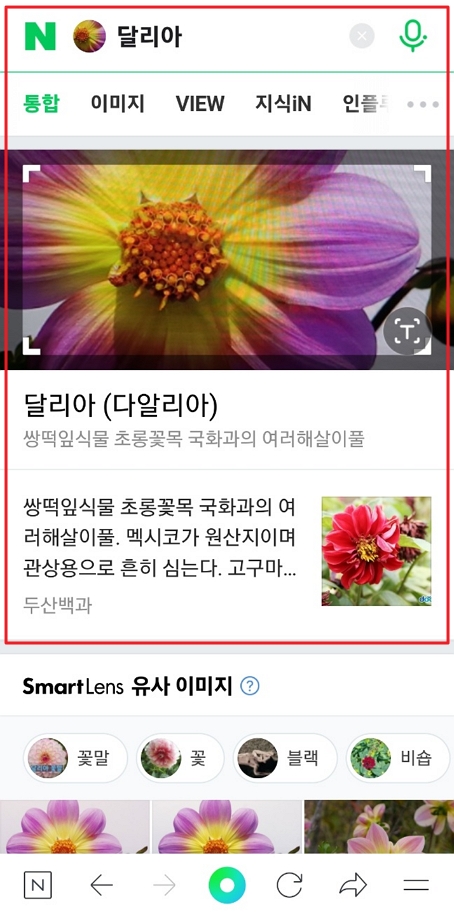 네이버 앱 스마트 렌즈 꽃 이름 찾기