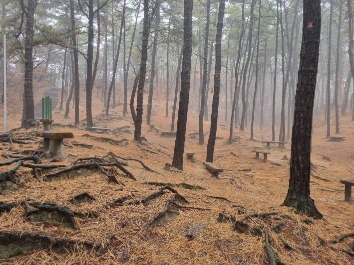 소나무-숲