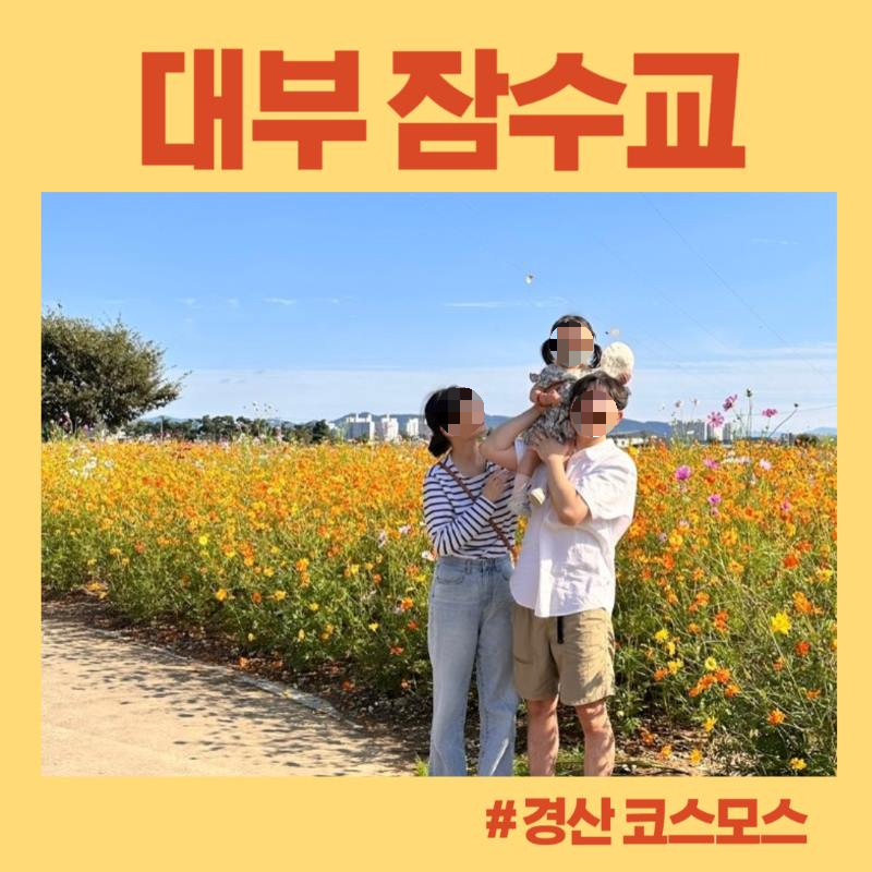  [대구/경산 아기랑 가볼만한 곳] 가을 코스모스 명소 '대부 잠수교'