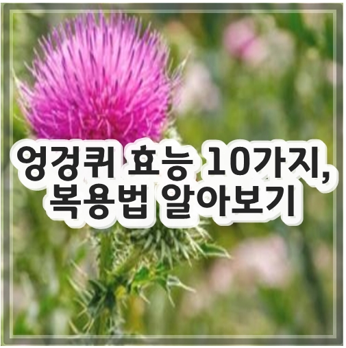 엉겅퀴 효능 10가지&#44; 복용법 알아보기