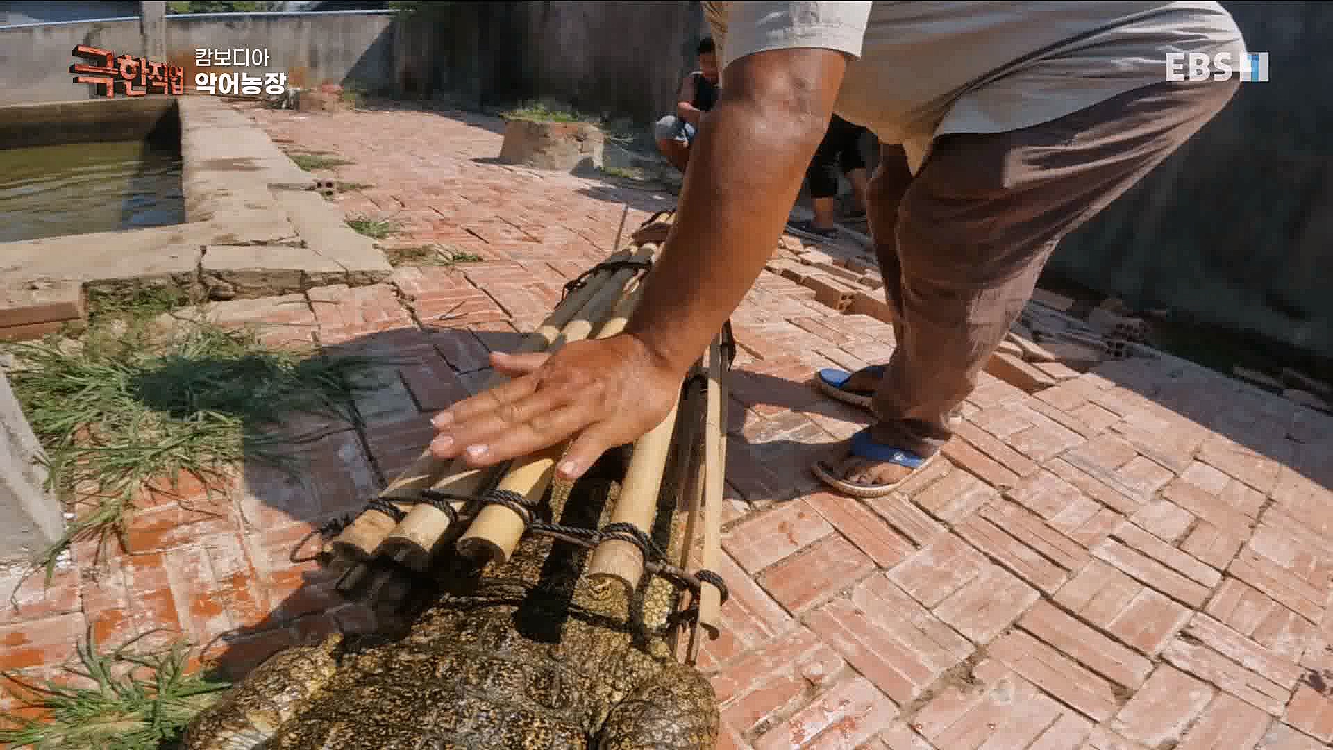 캄보디아 악어농장 230325.mp4_20230327_194956.166.jpg