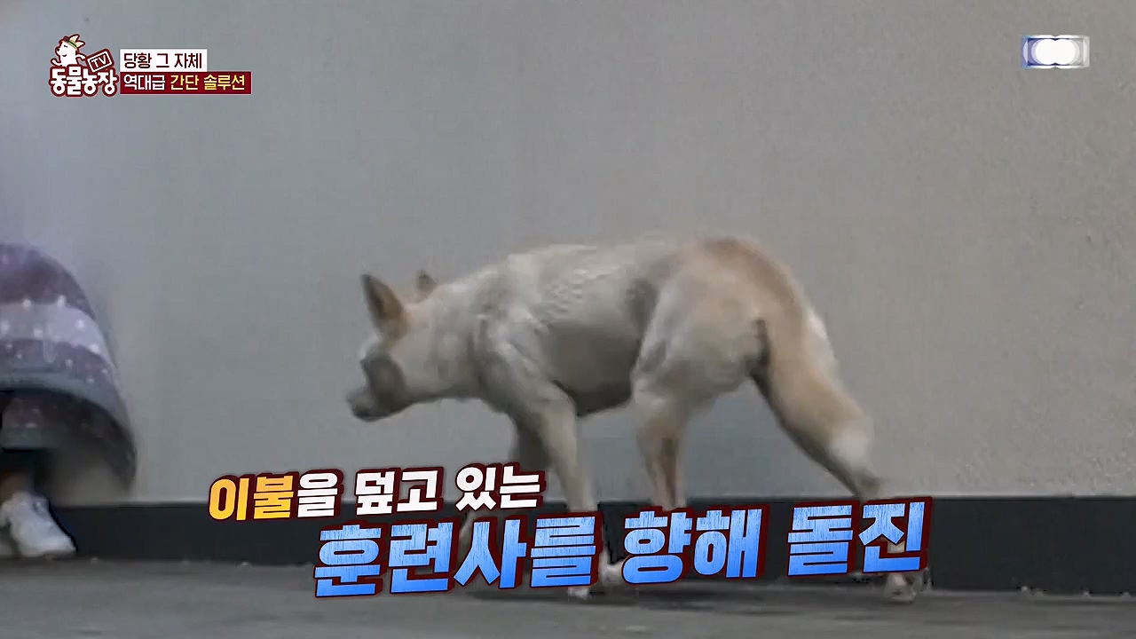 TV 동물농장.E1172.240520p-NEXT.mp4_20240519_164953.067.jpg