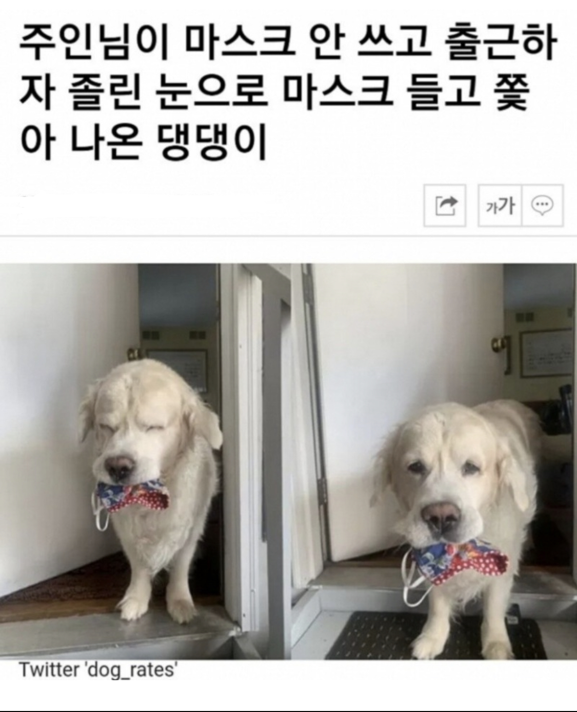  주인 코로나 예방해주는 댕댕이 jpg