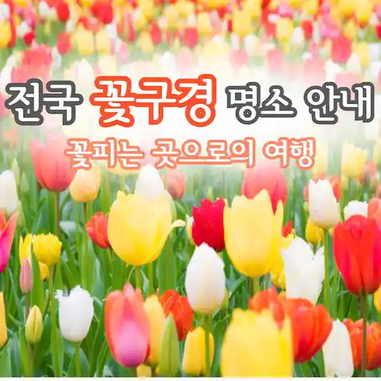 전국 꽃구경 명소 안내&#44; 꽃피는 곳으로의 여행