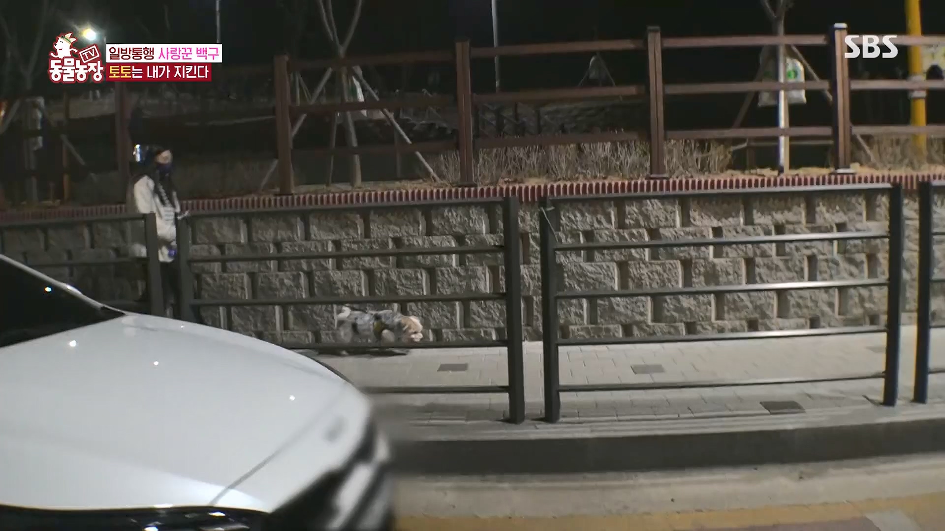 TV 동물농장.E1118.230430p.H264-F1RST.mp4_20230430_172336.420.jpg