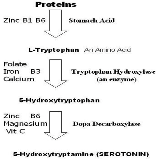 (serotonine pathway- 세로토닌 체내 분해 경로 -출처 MNS)