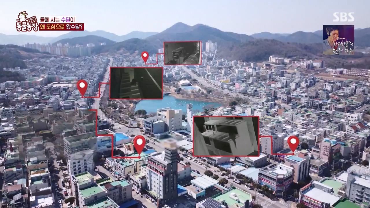 TV 동물농장.E1168.240422p-NEXT.mp4_20240421_170940.696.jpg