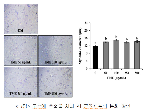 알트태그-고소애 추출물이 세포 분화를 촉진하는데 기여하는 미오게닌 발현을 60% 증가시키는 것으로 나타났습니다.