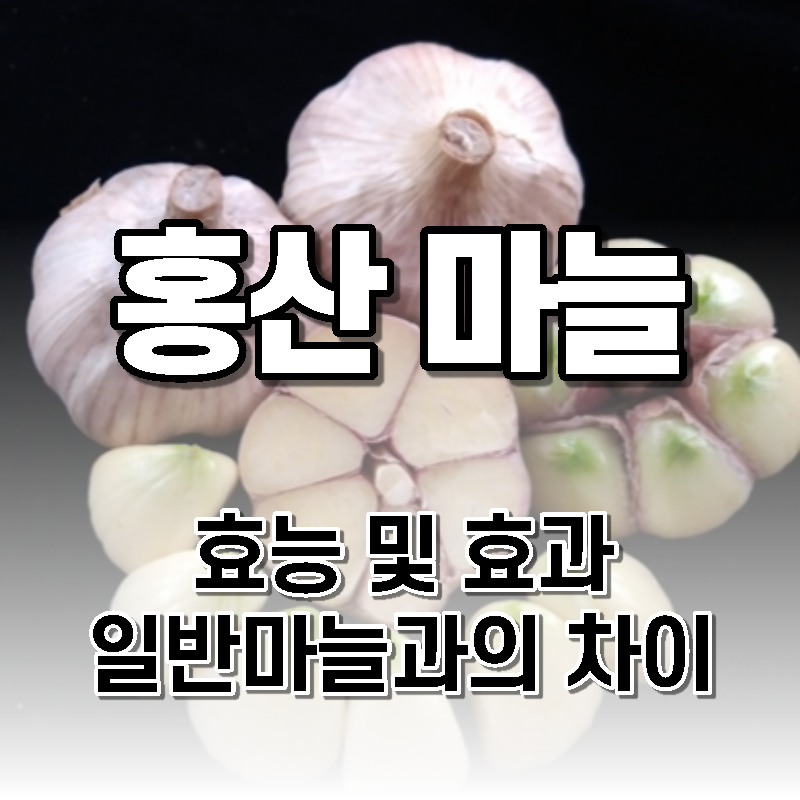 국산 홍산 마늘 효능 효과 특징 비교