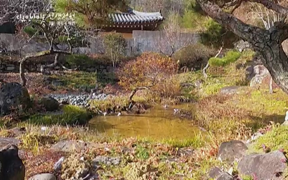 다큐 인사이트 - KBS인생정원 - 붉은 매화가 피면] 봄이면 가장 먼저, 그리고 가장 붉게 피어나는 강인한 소성의 매화.ts_20220818_205152.047.jpg