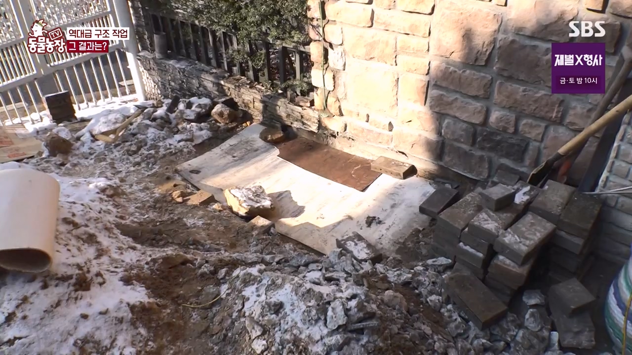 TV 동물농장.E1156.240129p-NEXT.mp4_20240128_191745.926.jpg