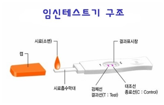 임신테스트기의 오류, 위양성과 위음성은 왜 생길까