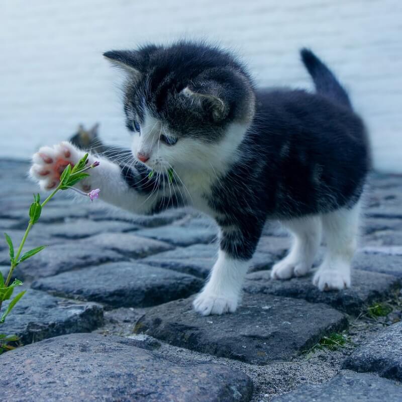 돌 위에 서 있는 귀여운 아기 고양이 사진
