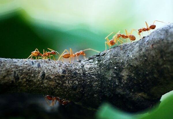 개미-투자자