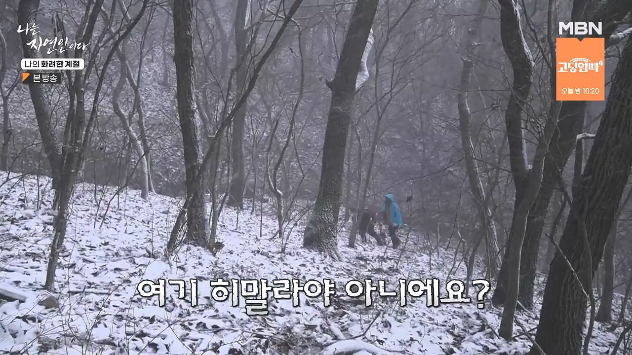 나는 자연인이다.E587.240104p-NEXT.mp4_20240104_195908.499.jpg