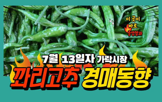  [경매사 일일보고] 7월 13일자 가락시장 꽈리고추 경매동향을 살펴보겠습니다!
