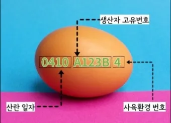 계란에 적힌 번호가 정확히 뭘까 계란 난각번호 4번 제대로 알고 먹고 있나요_22