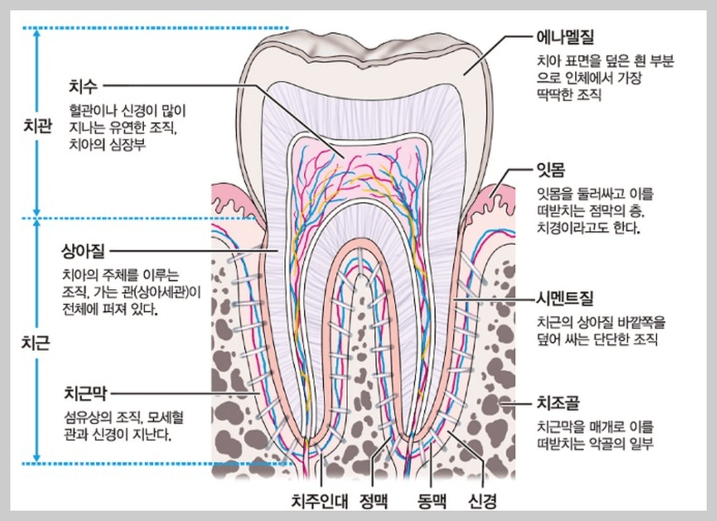 치아구조-사진