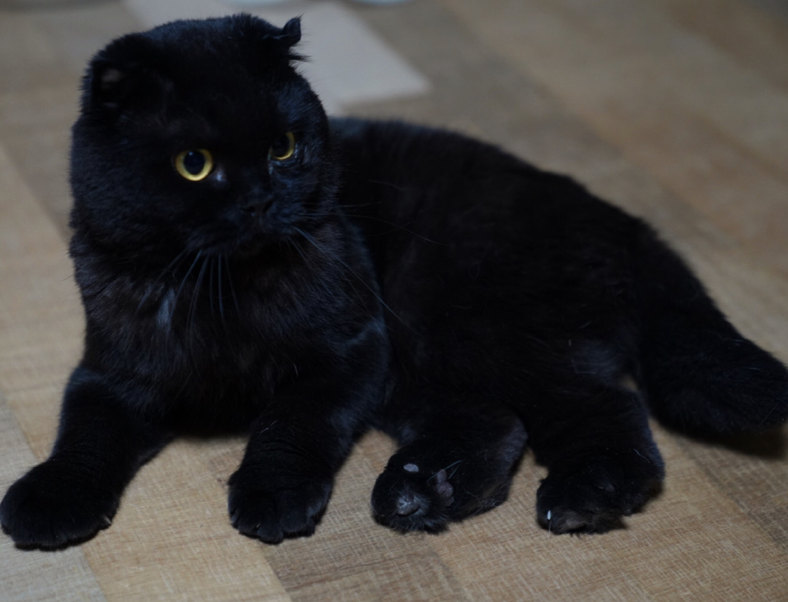  검은 고양이 검은 강아지 사진 잘 찍는 방법