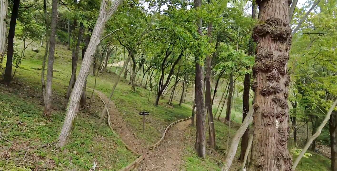 개천사-비자나무숲