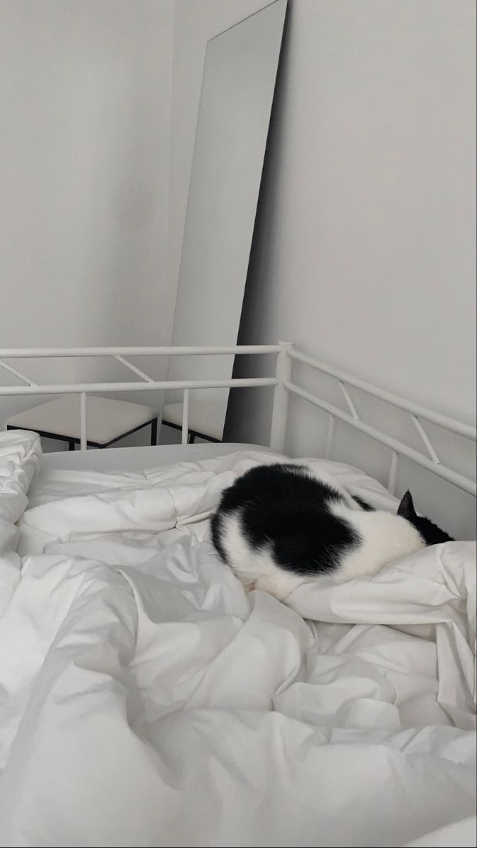 고양이가-침대에-누워있는-모습