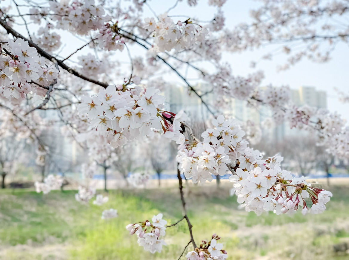 경주 보문관광단지 벚꽃 개화시기&#44; 관광 꿀팁&#44; 길안내