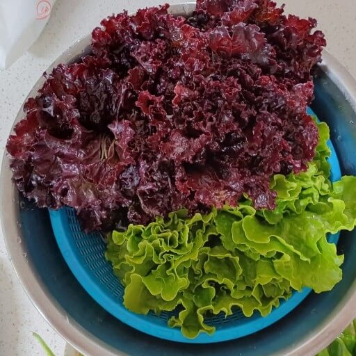 깻잎과 꽃상추2