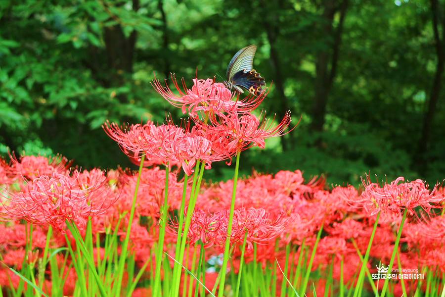 꽃무릇에 나비가 앉아있는 모습