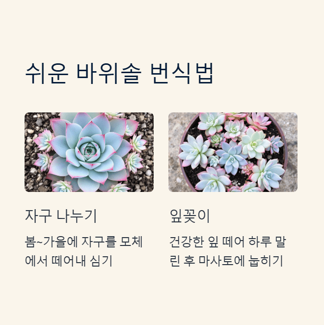 바위솔 번식