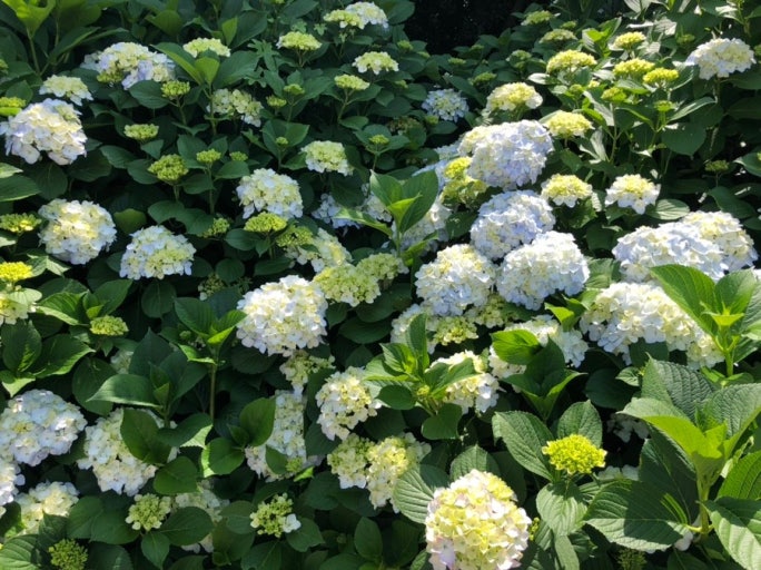 주요 행사 및 체험 프로그램