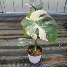  무늬몬스테라 (수입식물) 생명력 성장속도 좋아요,베스트추천상품정보+구매후기정보