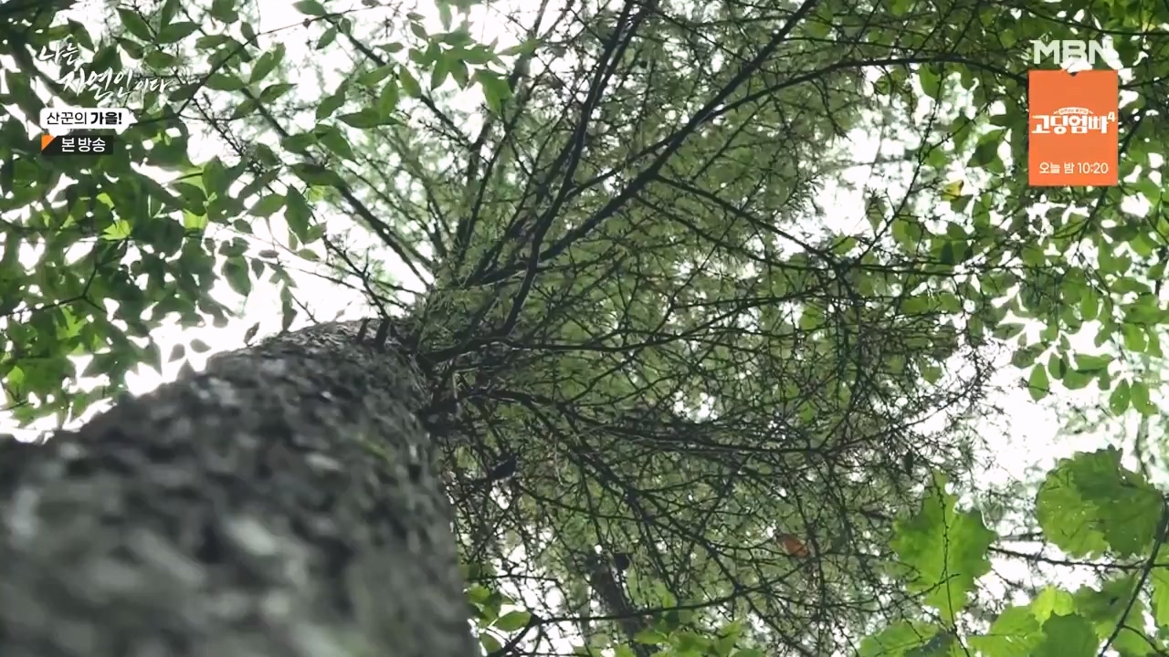 나는 자연인이다.E574.231005p-NEXT.mp4_20231005_200551.942.jpg