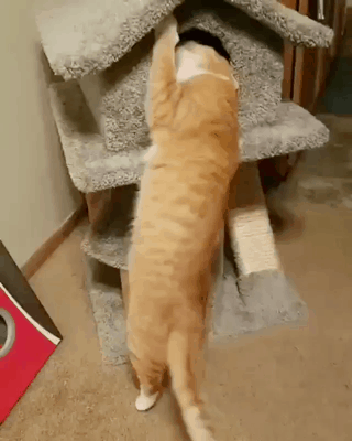  [웃는하루] 특이점이 온 냥이