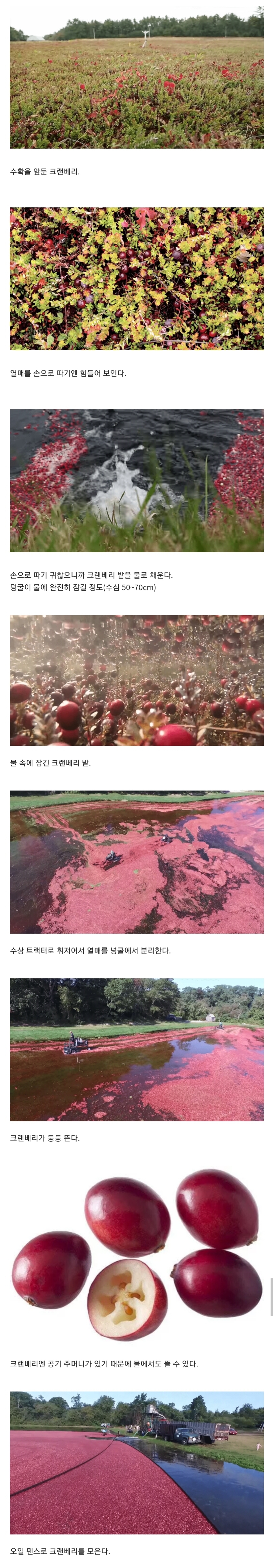  후덜덜한 천조국(미국)의 크랜베리 수확 스케일