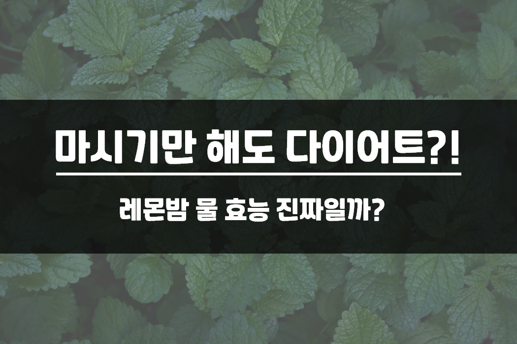  레몬밤 다이어트 물 효능