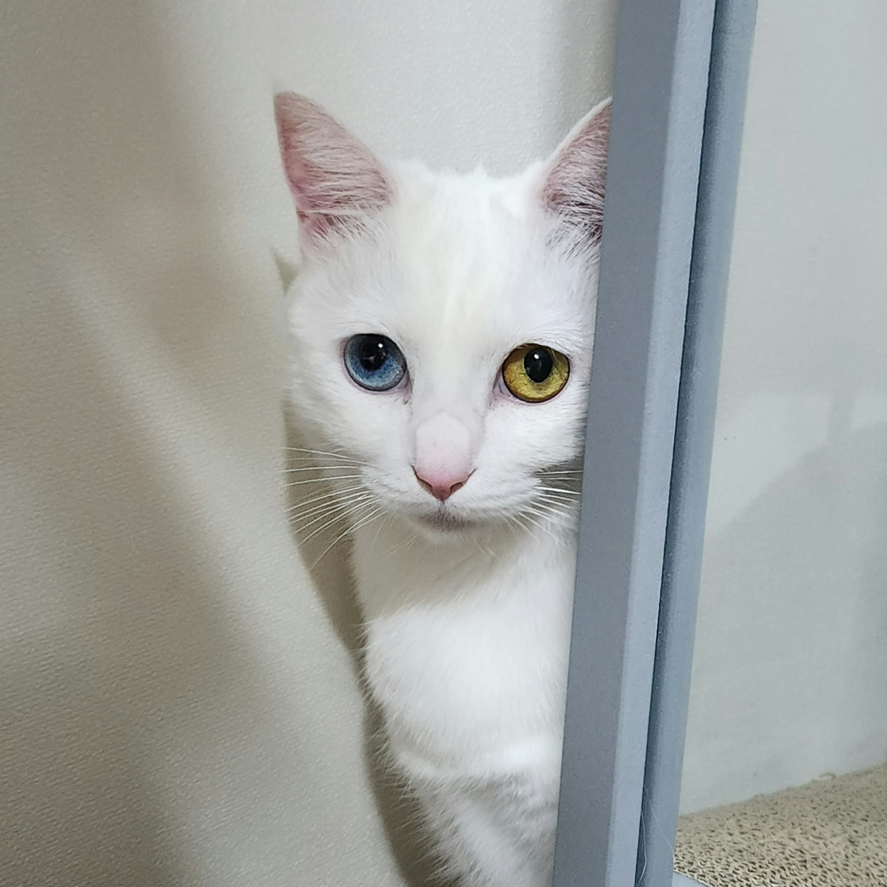 고양이 건강관리