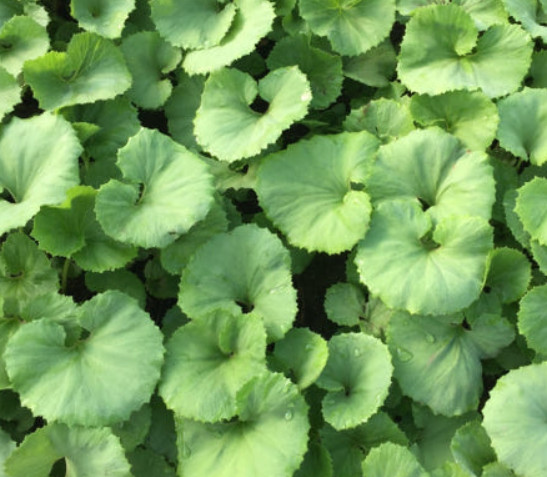 생방송 투데이의 매력과 머위 주문 정보 2 Image