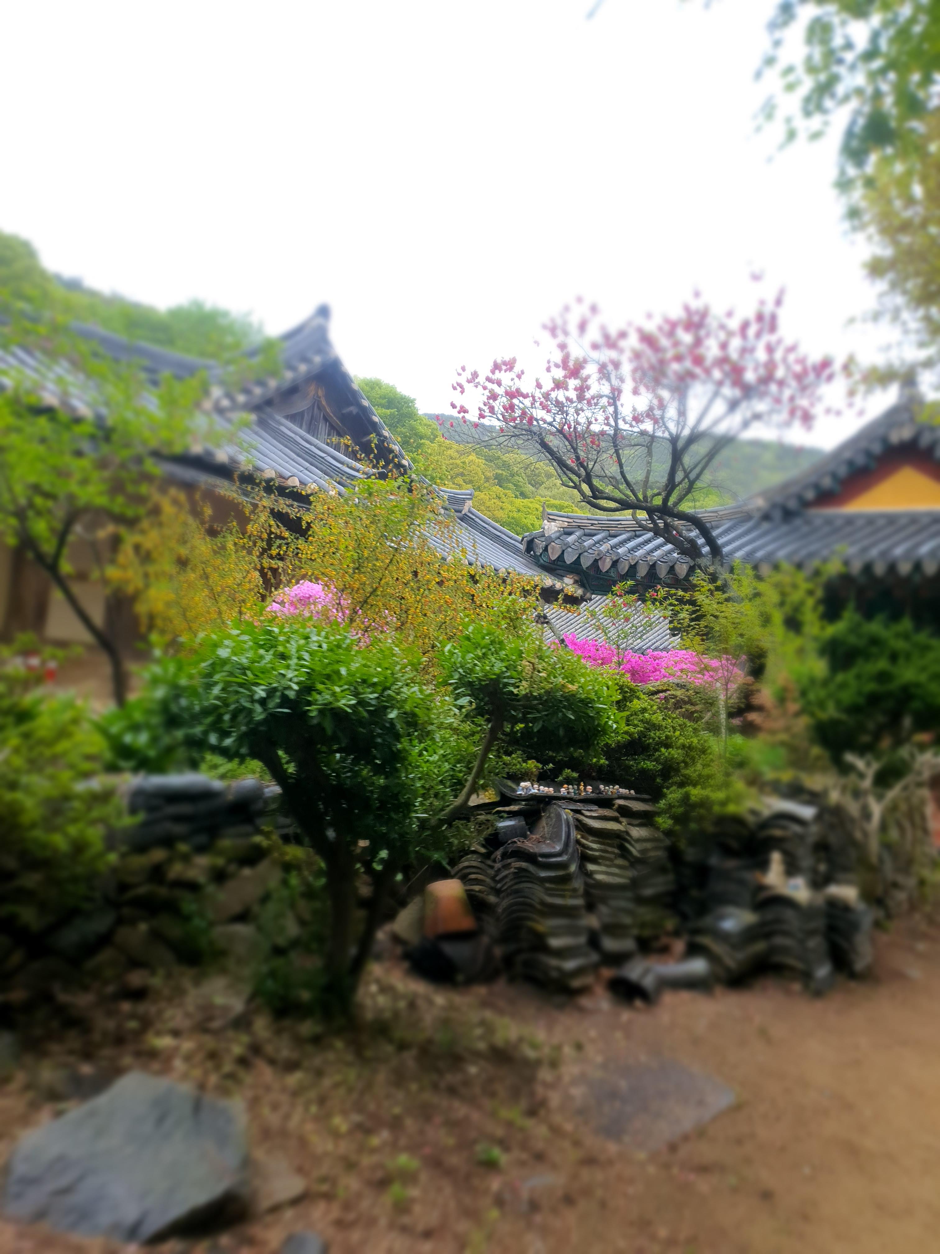 개심사 청벚꽃 겹벚꽃 왕벚꽃