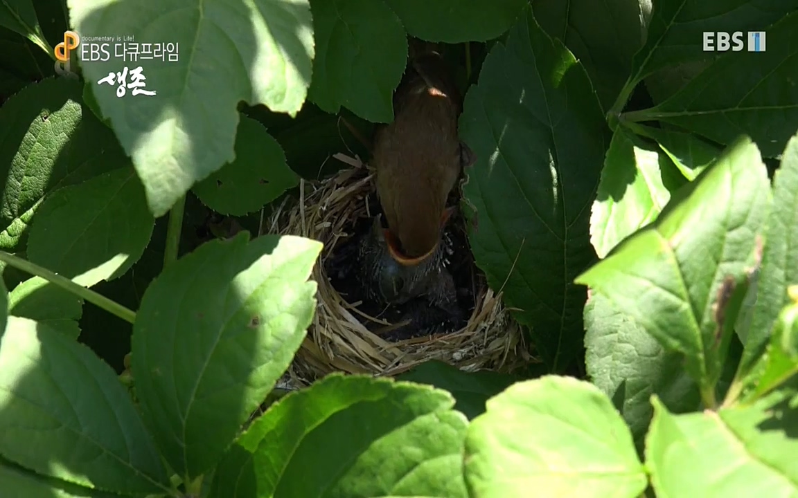 생존 3부_ EBS 다큐프라임_ 220629.avi_20220701_204839.985.jpg