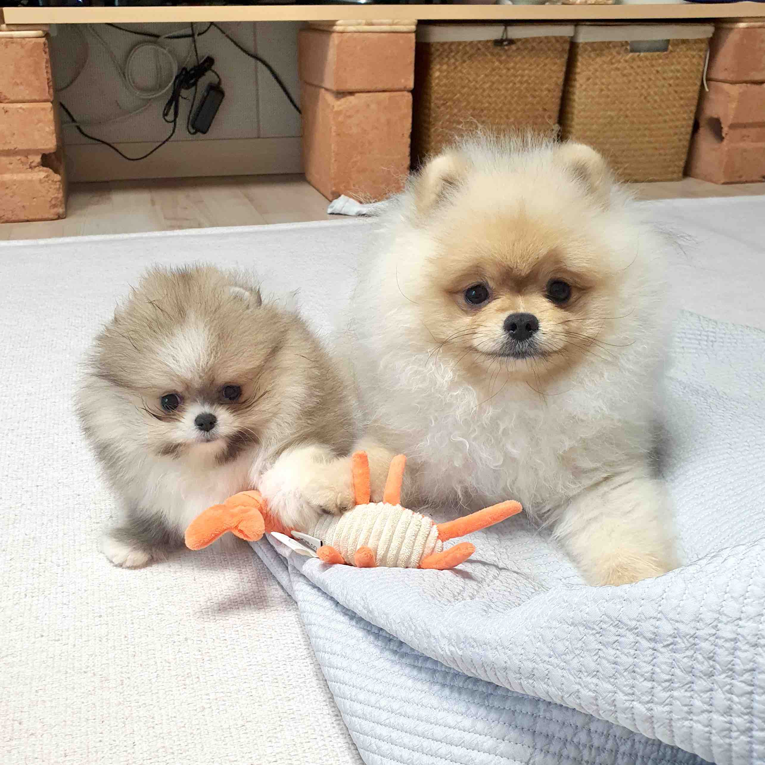 포메라니안 2마리가 장난감을 사이에 두고 발을 얹고 있는 모습